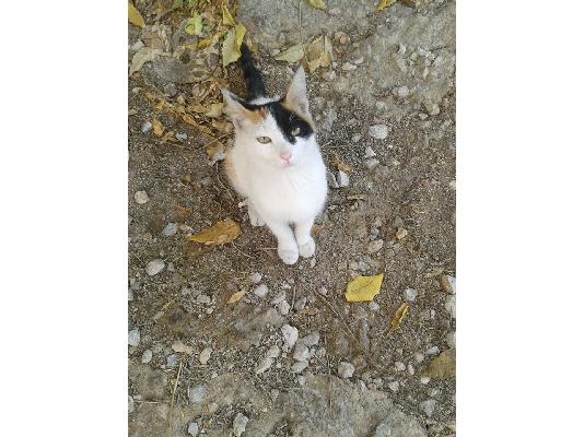 Γατακι χαριζεται